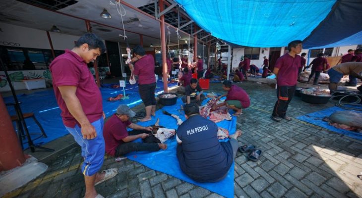 PLN UID Sumut Salurkan 38 Sapi dan 10 Kambing Kurban pada Iduladha 1447 H