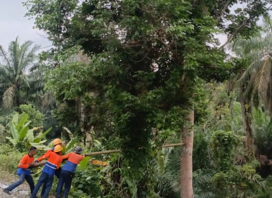 KAI Divre I Sumut Intensifkan Penopingan Pohon di Jalur Rel, Antisipasi Cuaca Ekstrem