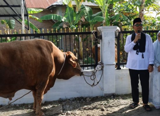Pemko Tanjungbalai Serahkan Sapi Kurban Presiden Prabowo untuk Jamaah Masjid As-Salamah